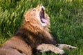 Ferocious lion relaxes in the wildlife