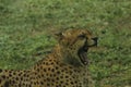 Ferocious look of cheetah with wide open mouth Royalty Free Stock Photo