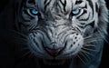 Ferocious looking white tiger with fangs on black background Royalty Free Stock Photo