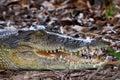 Ferocious Saltwater Crocodile