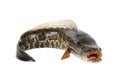 Ferocious snakehead Royalty Free Stock Photo