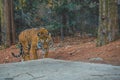 The ferocious tiger looking at me. Royalty Free Stock Photo