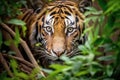 a ferocious tiger lurking in dense foliage