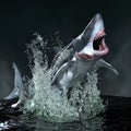 A ferocious toothy shark Royalty Free Stock Photo