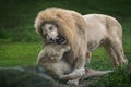 Ferocious White Lion and Lioness Playing - Leucistic Lion