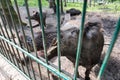 Ferocious wild boar in a cage Royalty Free Stock Photo