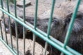 Ferocious wild boar in a cage