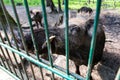 Ferocious wild boar in a cage