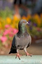 Ferral pigeon in garden and colorful background Royalty Free Stock Photo