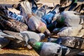 Ferral pigeons feeding frenzy Royalty Free Stock Photo