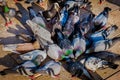 Ferral pigeons feeding frenzy Royalty Free Stock Photo