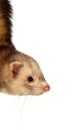 Ferret Royalty Free Stock Photo