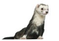 Ferret, 3 and a half years old Royalty Free Stock Photo