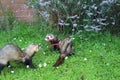 Ferret adult male sable colour