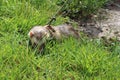 Ferret adult male sable colour