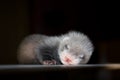 Ferret baby Royalty Free Stock Photo