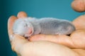 Ferret baby Royalty Free Stock Photo