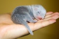 Ferret baby Royalty Free Stock Photo