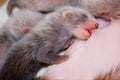 Ferret baby Royalty Free Stock Photo