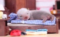 Ferret baby in doll house