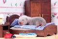 Ferret baby in doll house