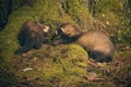 Couple of ferret babies exploring summer forest moss location