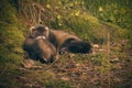 Couple of ferret babies exploring summer forest moss location