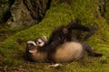 Couple of ferret babies exploring summer forest moss location