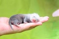 Ferret baby in human hands
