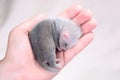 Ferret baby in human hands Royalty Free Stock Photo