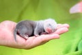 Ferret baby in human hands Royalty Free Stock Photo