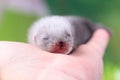 Ferret baby in human hands Royalty Free Stock Photo