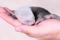 Ferret baby in human hands Royalty Free Stock Photo