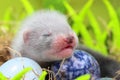 Ferret baby in the nest of hay