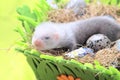 Ferret baby in the nest of hay