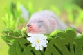 Ferret baby in the nest of hay