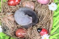 Ferret baby in the nest of hay