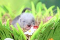 Ferret baby in the nest of hay