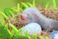 Ferret baby in the nest of hay