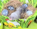 Ferret baby in the nest of hay