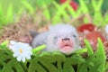 Ferret baby in the nest of hay