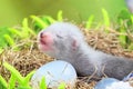 Ferret baby in the nest of hay