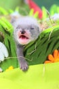 Ferret baby in the nest of hay