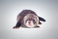 Ferret baby on white background