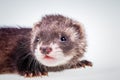 Ferret baby on white background Royalty Free Stock Photo