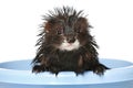 Ferret bathed on a white background Royalty Free Stock Photo