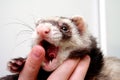 Ferret bitting owners finger