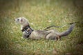 Ferret on location of summer camp posing on leash for portrait