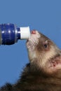Ferret on the Bottle Royalty Free Stock Photo