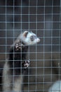 ferret in a cage Royalty Free Stock Photo